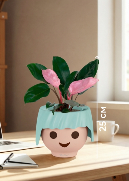 Филодендрон Пинк Принс 12/25 см в OJO Филодендрон Пинк Принс 12/25 см в OJO