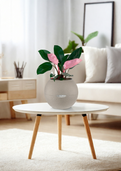 Филодендрон Пинк Принс 12/25 см в PURO 20