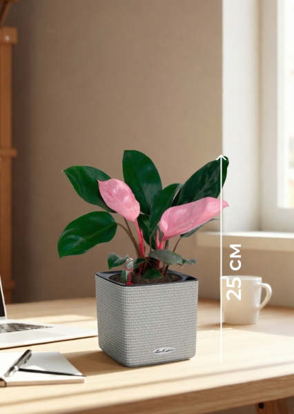 Филодендрон Пинк Принс 12/25 см в CUBE Color 14