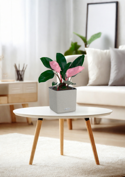 Филодендрон Пинк Принс 12/25 см в CUBE Color 14