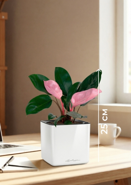 Филодендрон Пинк Принс 12/25 см в CUBE GLOSSY 14