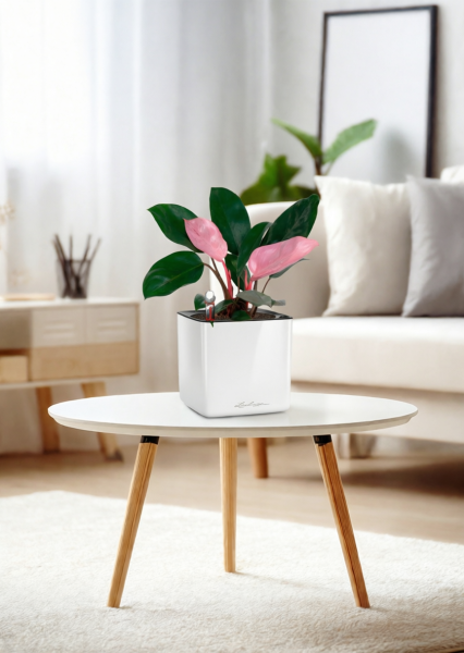 Филодендрон Пинк Принс 12/25 см в CUBE GLOSSY 14