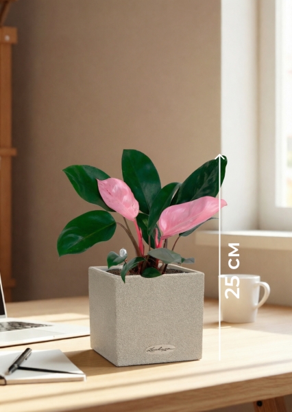 Филодендрон Пинк Принс 12/25 см в CANTO STONE 14