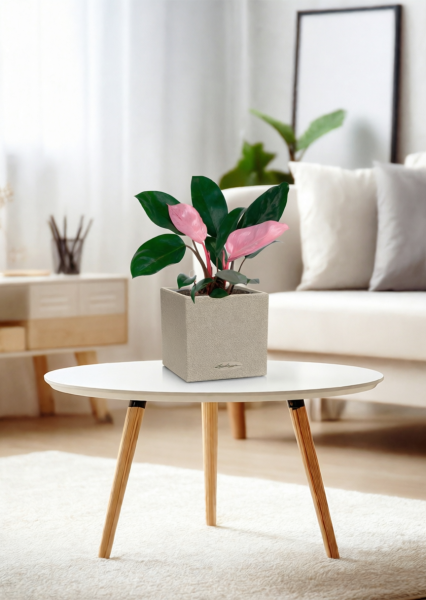 Филодендрон Пинк Принс 12/25 см в CANTO STONE 14