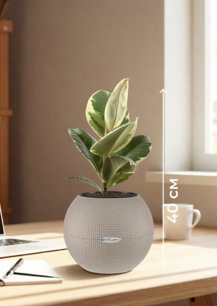 Фикус Эластика Тинеке 12/35 см в PURO 20 Фикус Эластика Тинеке 12/35 см в PURO 20