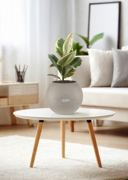 Фикус Эластика Тинеке 12/35 см в PURO 20 Фикус Эластика Тинеке 12/35 см в PURO 20