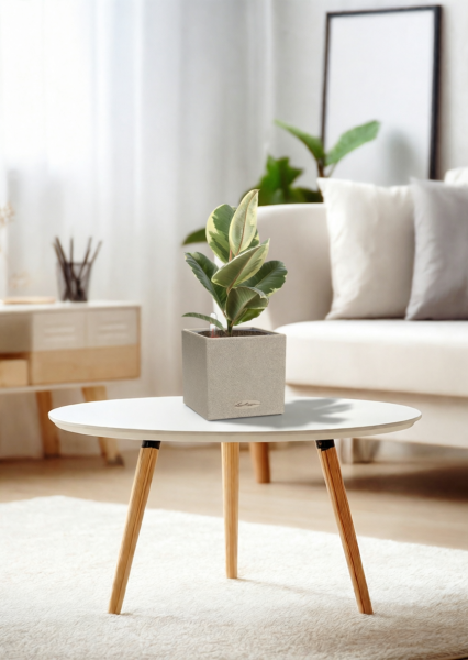 Фикус Эластика Тинеке 12/35 см в CANTO STONE 14