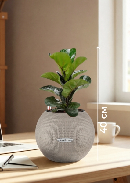 Фикус Лирата Бамбино 12/40 см в PURO 20 Фикус Лирата Бамбино 12/40 см в PURO 20