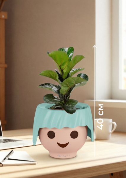 Фикус Лирата Бамбино 12/40 см в OJO Фикус Лирата Бамбино 12/40 см в OJO