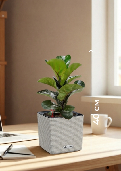 Фикус Лирата Бамбино 12/40 см в CUBE COLOR 14 Фикус Лирата Бамбино 12/40 см в CUBE COLOR 14