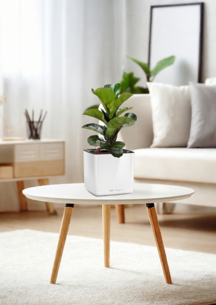 Фикус Лирата Бамбино 12/40 см в CUBE GLOSSY 14 Фикус Лирата Бамбино 12/40 см в CUBE GLOSSY 14