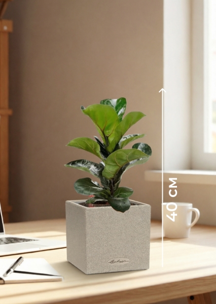 Фикус Лирата Бамбино 12/40 см в CANTO STONE 14 Фикус Лирата Бамбино 12/40 см в CANTO STONE 14