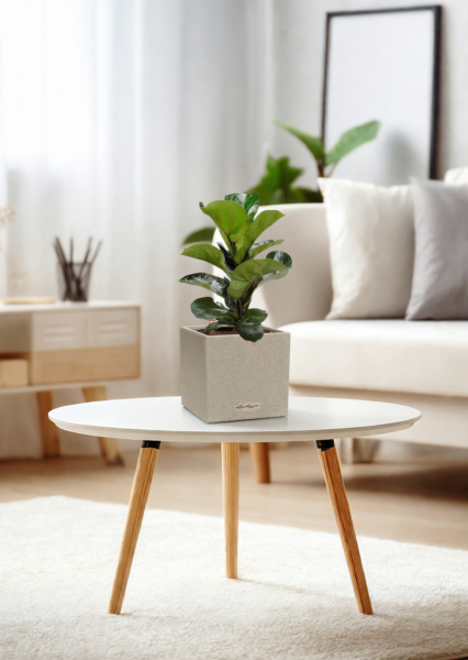 Фикус Лирата Бамбино 12/40 см в CANTO STONE 14 Фикус Лирата Бамбино 12/40 см в CANTO STONE 14