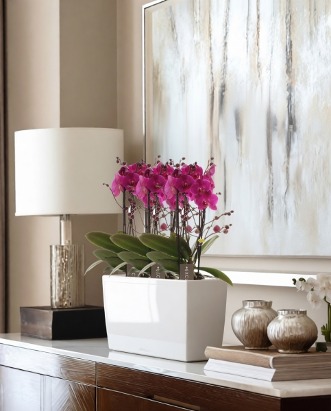 Фаленопсис Маеко в ORCHIDEA 18 Фаленопсис Маеко в ORCHIDEA 18