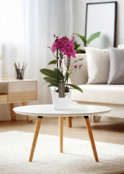 Фаленопсис Маеко в ORCHIDEA 18 Фаленопсис Маеко в ORCHIDEA 18