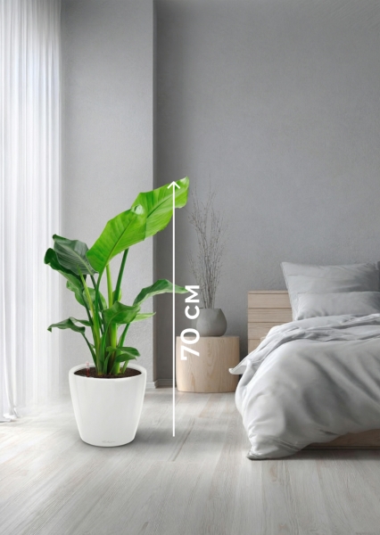 Стрелиция Николай 17/60 см в CLASSICO COLOR 21 Стрелиция Николай 17/60 см в CLASSICO COLOR 21