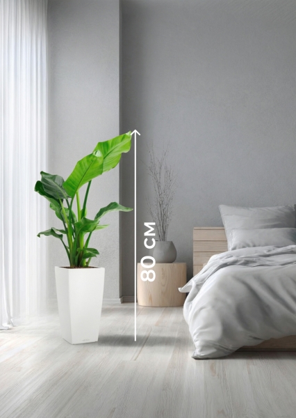 Стрелиция Николай 17/60 см в CUBICO COLOR 22 Стрелиция Николай 17/60 см в CUBICO COLOR 22