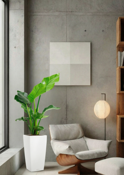 Стрелиция Николай 17/60 см в CUBICO COLOR 22 Стрелиция Николай 17/60 см в CUBICO COLOR 22