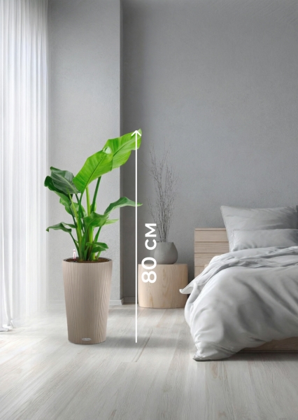 Стрелиция Николай 17/60 в CILINDRO 23 Стрелиция Николай 17/60 в CILINDRO 23