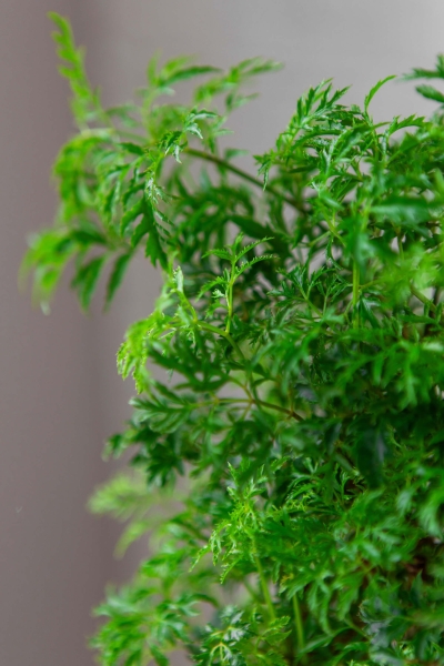 Полисциас Фрутикоза 12/40 см в OJO