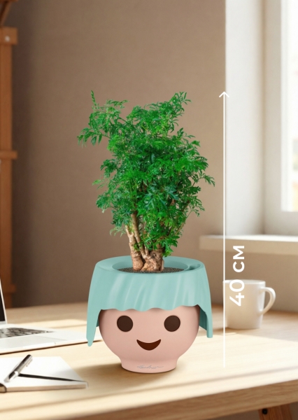 Полисциас Фрутикоза 12/40 см в OJO