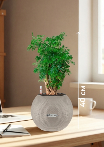 Полисциас Фрутикоза 12/40 см в PURO 20