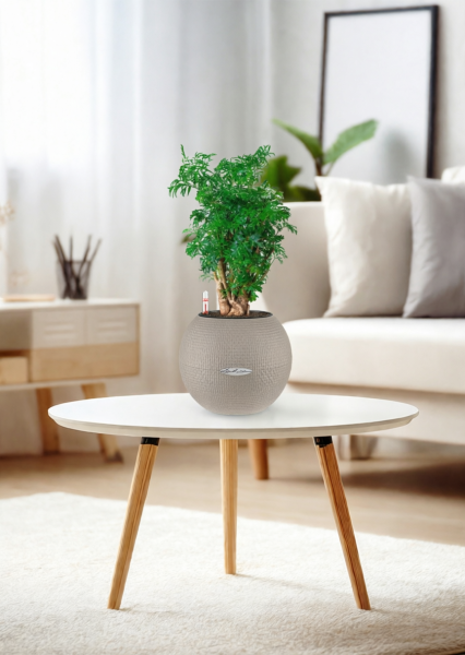 Полисциас Фрутикоза 12/40 см в PURO 20