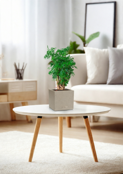 Полисциас Фрутикоза 12/40 см в CANTO STONE 14