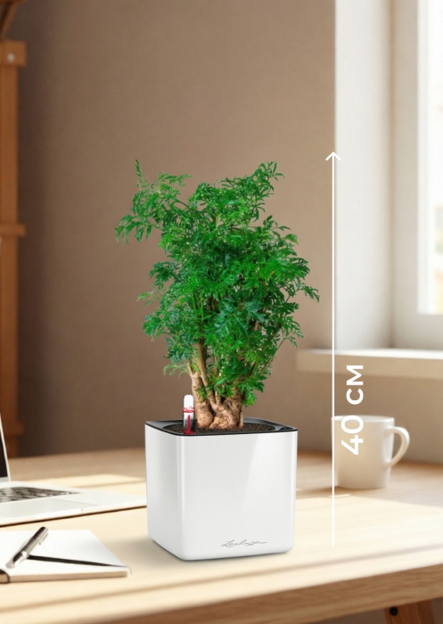 Полисциас Фрутикоза 12/40 см в CUBE GLOSSY 14 
