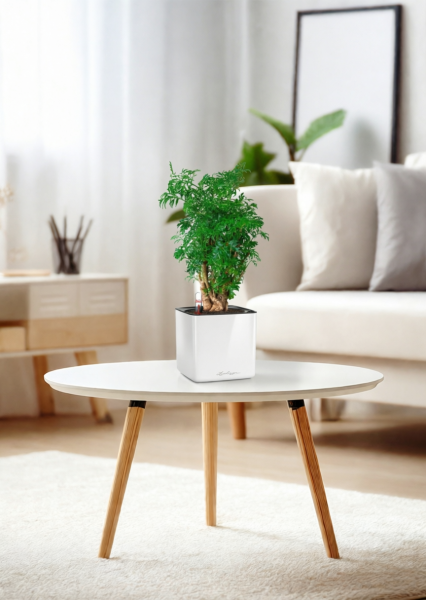 Полисциас Фрутикоза 12/40 см в CUBE GLOSSY 14 