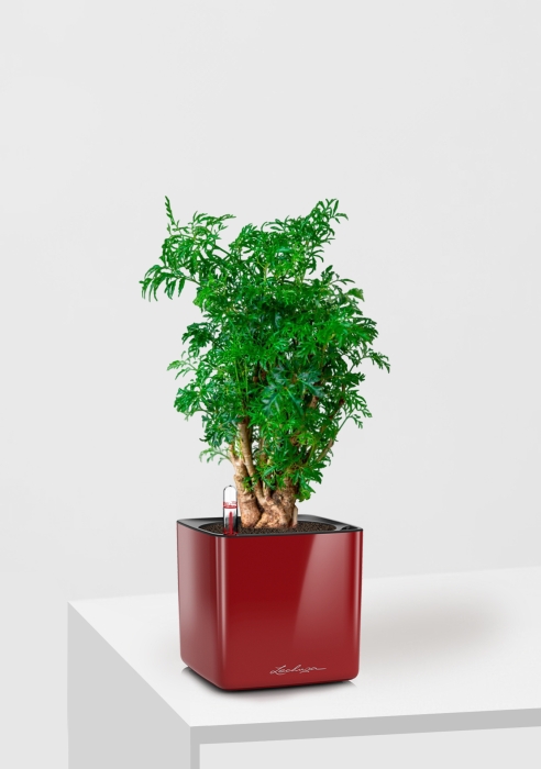 Полисциас Фрутикоза 12/40 см в CUBE GLOSSY 14