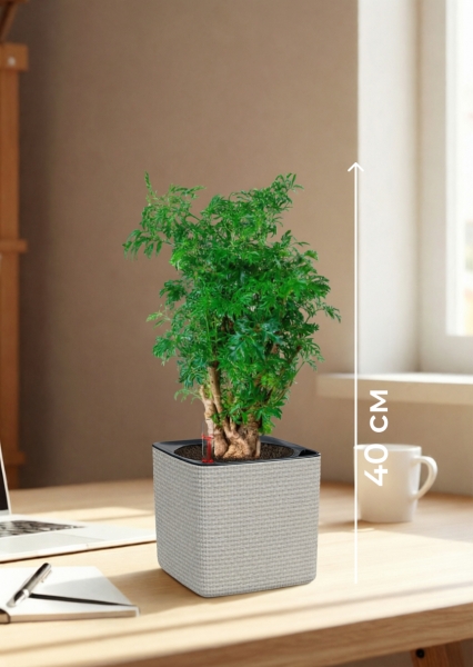 Полисциас Фрутикоза 12/40 см в CUBE Color 14 