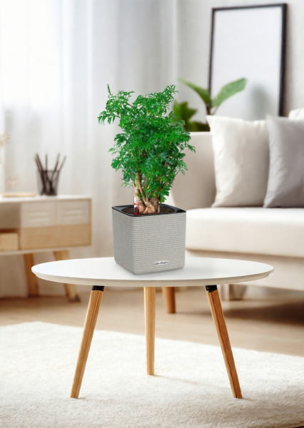 Полисциас Фрутикоза 12/40 см в CUBE Color 14 