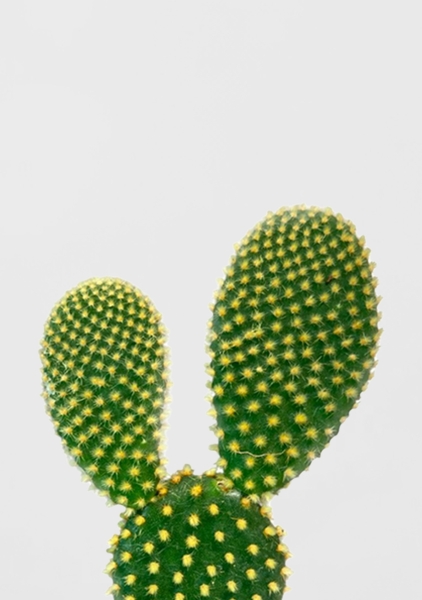 Опунция Мелковолосистая Паллида 6/12 см в CUBE COLOR 14 Опунция Мелковолосистая Паллида 6/12 см в CUBE COLOR 14