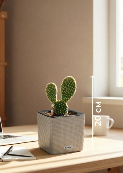 Опунция Мелковолосистая Паллида 6/12 см в CUBE COLOR 14 Опунция Мелковолосистая Паллида 6/12 см в CUBE COLOR 14