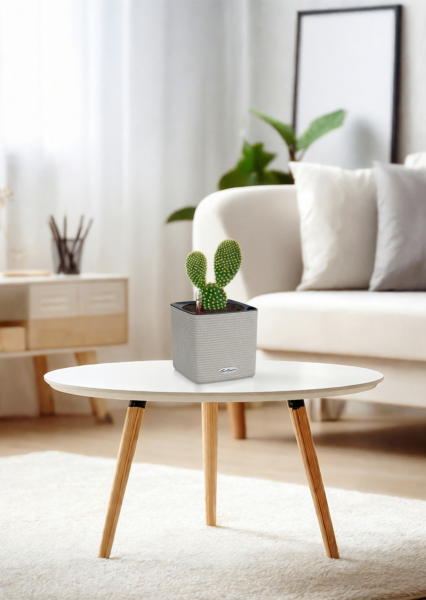 Опунция Мелковолосистая Паллида 6/12 см в CUBE COLOR 14 Опунция Мелковолосистая Паллида 6/12 см в CUBE COLOR 14