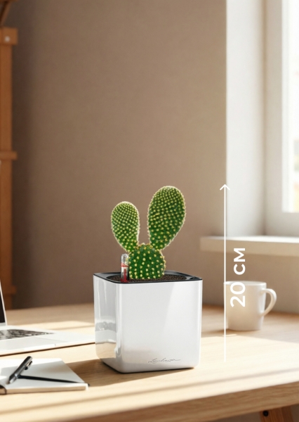 Опунция Мелковолосистая Паллида 6/12 см в CUBE GLOSSY 14 Опунция Мелковолосистая Паллида 6/12 см в CUBE GLOSSY 14