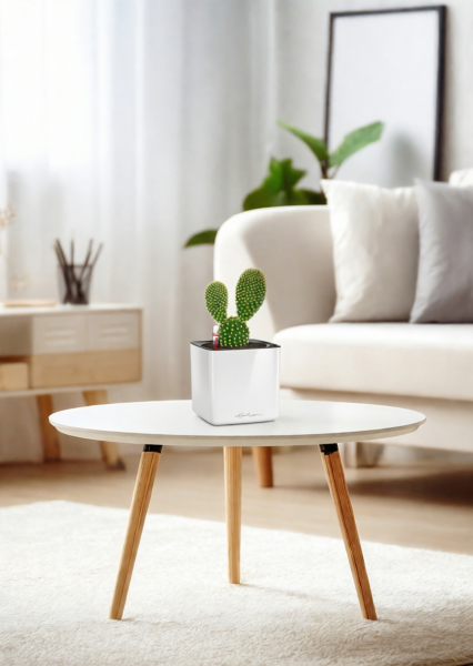 Опунция Мелковолосистая Паллида 6/12 см в CUBE GLOSSY 14 Опунция Мелковолосистая Паллида 6/12 см в CUBE GLOSSY 14