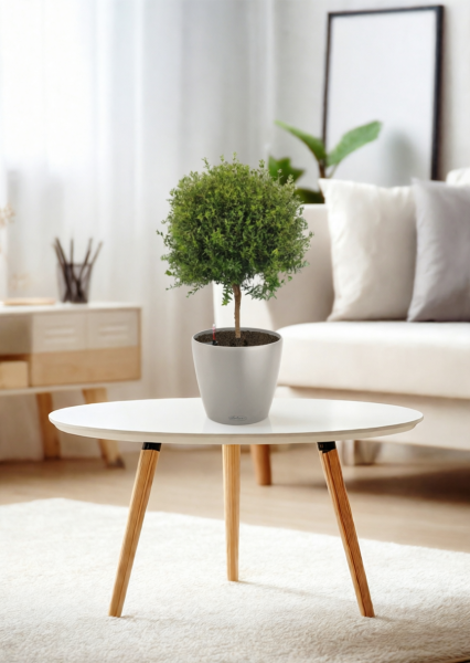 Мирт 15/50 см в CLASSICO COLOR 18 