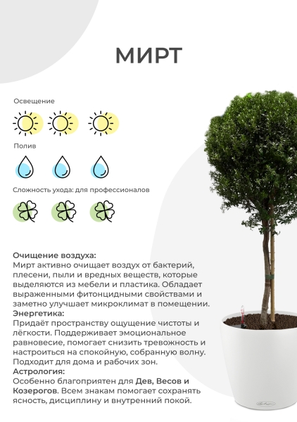 Мирт 15/50 см в CLASSICO COLOR 18 