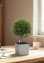 Мирт 15/50 см в CUBE Color 16