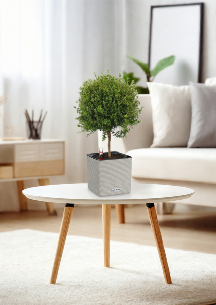 Мирт 15/50 см в CUBE Color 16 Мирт 15/50 см в CUBE Color 16