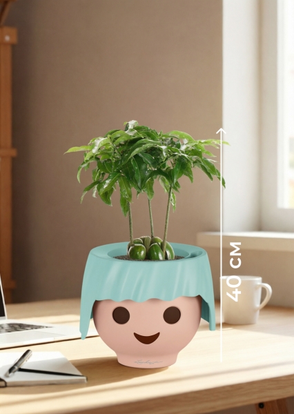 Каштаноспермум 12/40 см в OJO