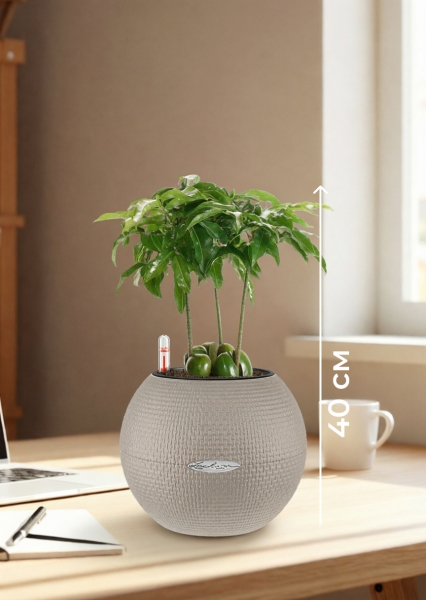 Каштаноспермум 12/40 см в PURO 20