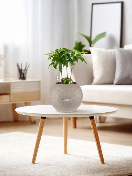 Каштаноспермум 12/40 см в PURO 20