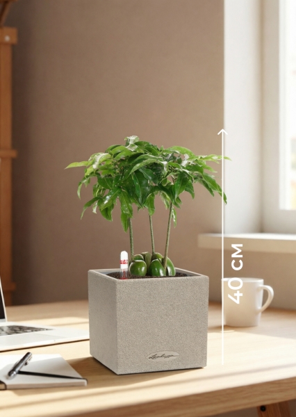 Каштаноспермум 12/40 см в CANTO STONE 14