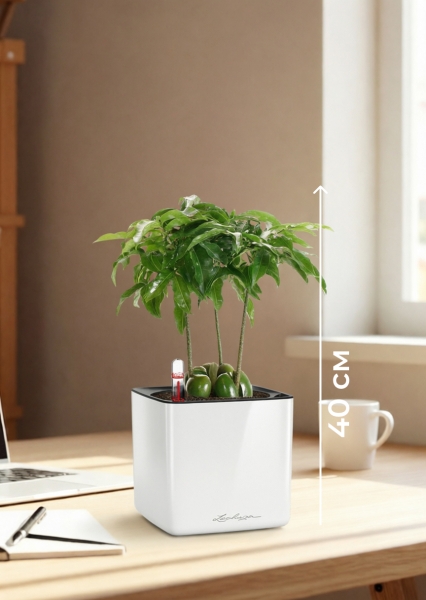 Каштаноспермум 12/40 см в CUBE GLOSSY 14 