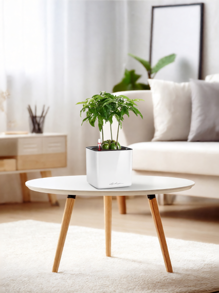 Каштаноспермум 12/40 см в CUBE GLOSSY 14 