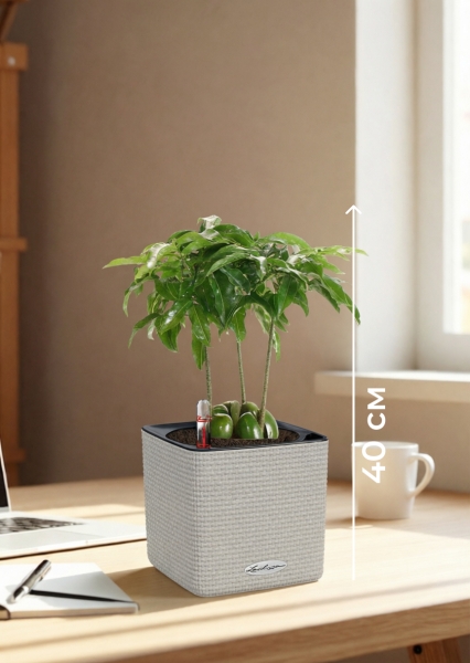 Каштаноспермум 12/40 см в CUBE Color 14 