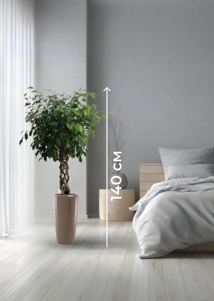 Фикус Бенджамина Экзотика цилиндр 27/120 см в RONDO 32